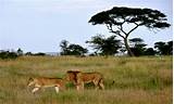 Images of Serengeti National Park Africa