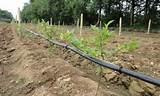 Orchard Irrigation Pump