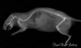 Rat X Ray Photos