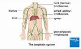 Groin Lymph Node Biopsy Recovery Pictures