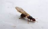 Do Carpenter Ants Fly Images