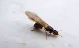 Photos of Termite Wings