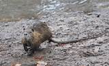 Pictures of What Is A Nutria Rat