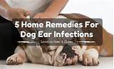 Home Remedies For Dog Ear Infections Images