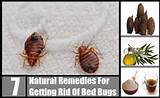 Natural Home Remedies To Get Rid Of Bed Bugs Photos