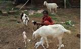 Goats Farming