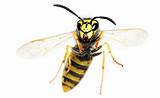 Images of Yellow Jacket Wasp Facts