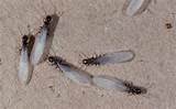 Louisiana Termites Swarm Pictures