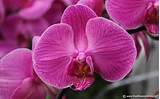 Orchid Flower Names Images