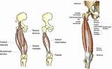 Quadriceps Muscle Exercises Videos Images