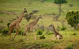 Photos of Safari Parks In Tanzania