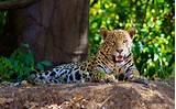 Jaguar Amazon Rainforest Pictures