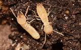 Dampwood Termites Treatment Images
