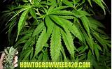 Photos of How To Grow Marijuana Fast