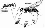 Images of Ant Control Victoria Bc