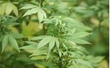Kentucky Marijuana Legalization