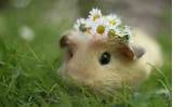Is A Guinea Pig A Rodent Photos