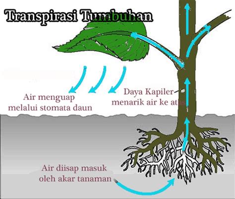 Tumbuhan-dalam-Menyimpan-Air