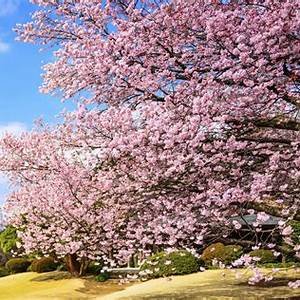 Shinjuku Gyoen