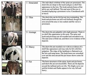 confuso dispensa sindacato dairy cow body condition score toga dentista