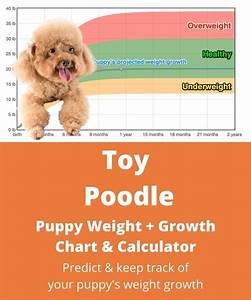 Toy Poodle Weight Growth Chart 2024 How Heavy Will My Toy Poodle