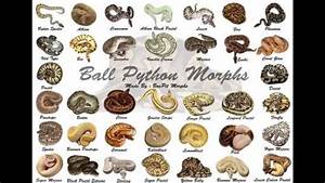 Ball Python Morph Chart Google Search Ball Python Morphs Ball