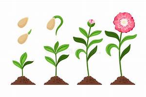 Pink Flower Growth Process Icons Stock Vector Illustration Of Green