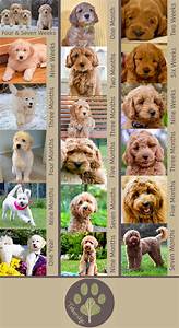 amazing resource about goldendoodle growth and pictures of different