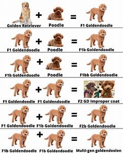 Whats An F1b Goldendoodle