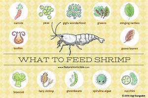 What Do Shrimp Eat Aquariums
