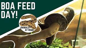 Boa Constrictor Feeding Chart Animals At Home