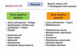 Gram Negative Bacteria And Lps What 39 S Lps Macrophi Inc Lps