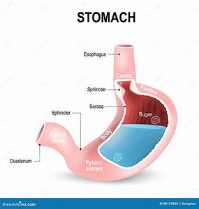 Detailed Diagram Of The Structure From Inside Of The Stomach Stock