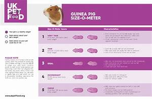 Guinea Pig Size O Meter Uk Pet Food