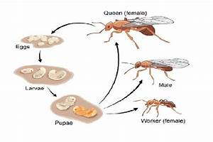 Diagram Of Real Life Cycle Of An Ant
