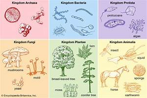 Biological Classification Students Britannica Kids Homework Help