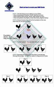 Genetics Chart Chicken Swing Chicken Cages Chicken Art