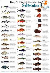 Virginia Fish Citation Chart