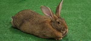 white flemish giant rabbit