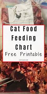 Cat Feeding Schedule Chart How Many Times To Feed Guide