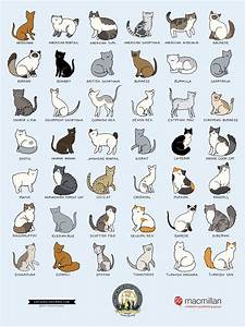 Cat Breeds Names With Pictures Pets Lovers