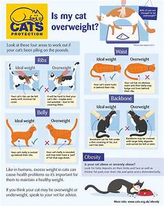 Healthy Cat Weight Chart