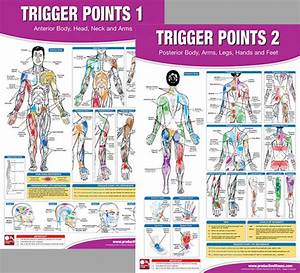 trigger points therapy fitness anatomy 2 poster wall chart set