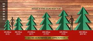 Christmas Tree Care And Size Guide Blue Diamond