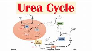 Urea Cycle Biochemistry Lesson Youtube