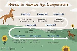 Comparing Horse To Human Age