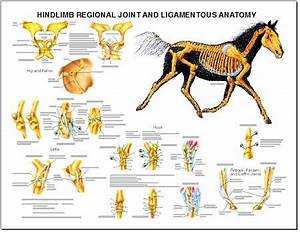 Veterinary Tools Charts Posters
