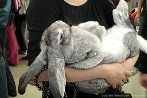 Giant Rabbits