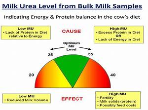 Milk Urea Levels Low On Farms Tirlán Farmlife
