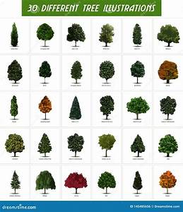 30 Different Tree Types Illustrations Stock Illustration Illustration